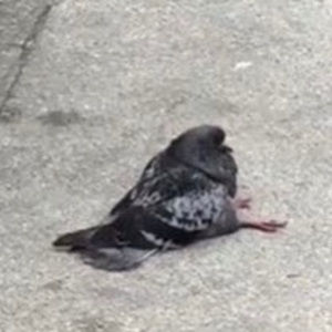 Meet your Posher, Limayri